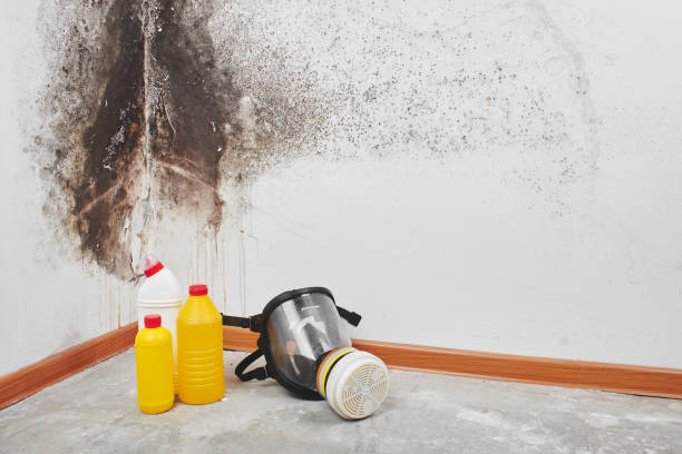 Best Black Mold Remediation in Grant Valkaria, FL