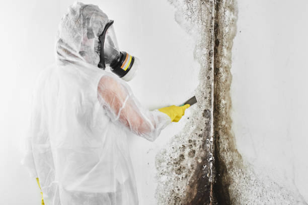 Best White Mold Remediation in Grant Valkaria, FL
