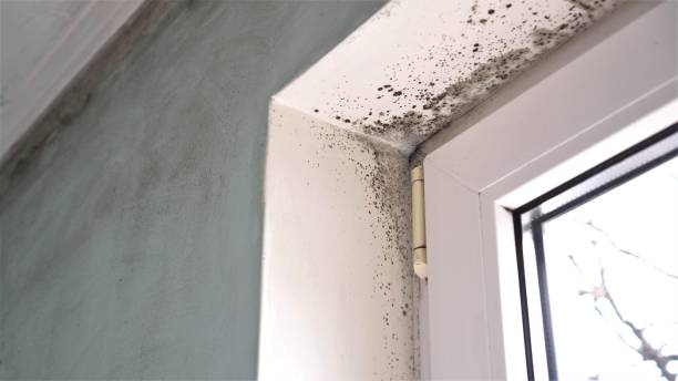 Best Industrial Mold Remediation in Grant Valkaria, FL